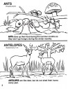 Animals of the Bible Coloring Book Animals of the Bible Coloring Book