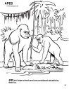 Animals of the Bible Coloring Book Animals of the Bible Coloring Book