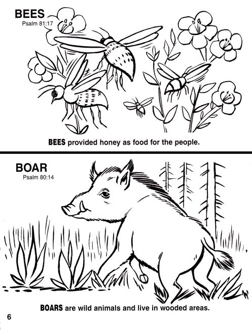 Animals of the Bible Coloring Book