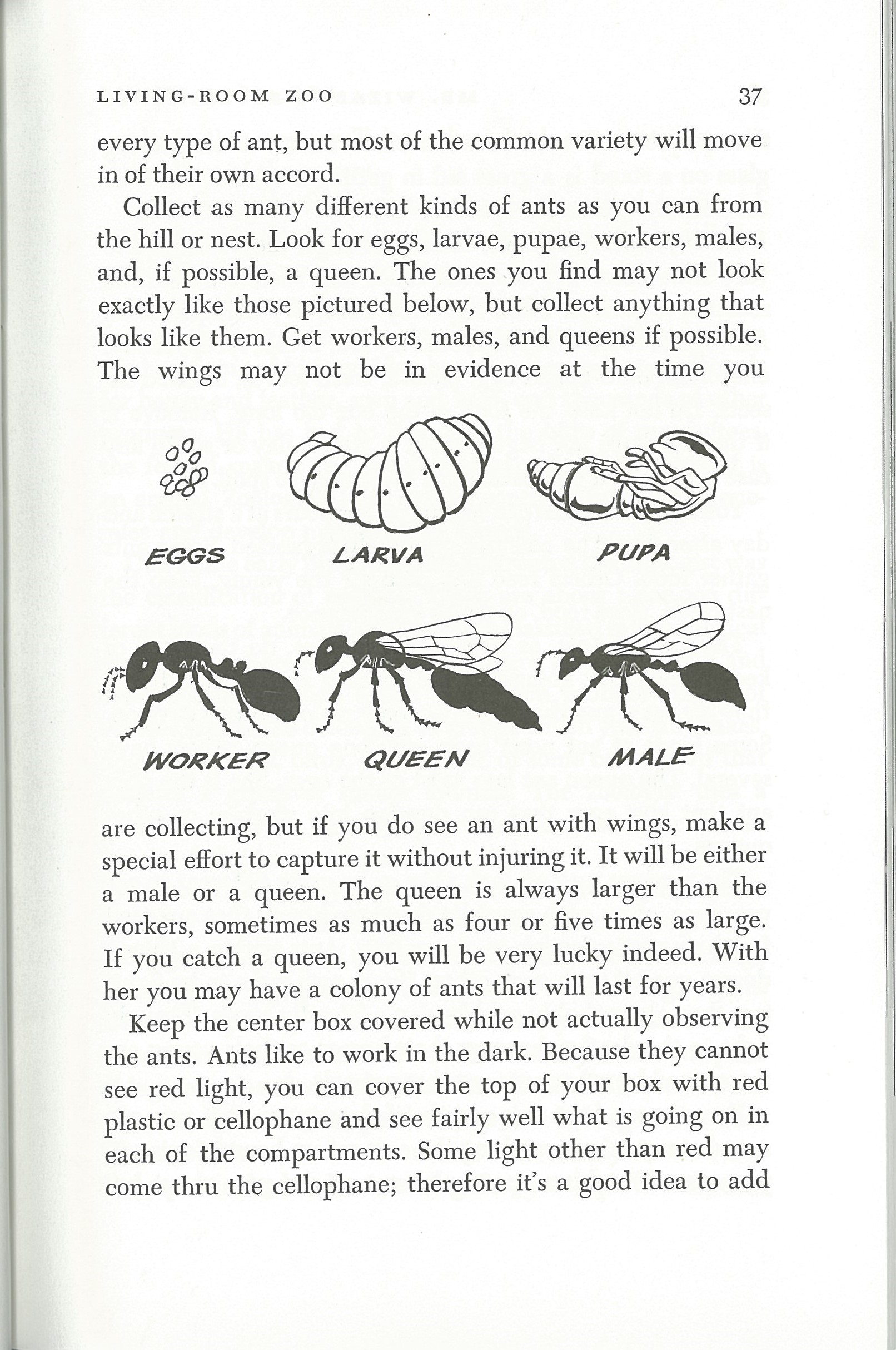 Mr. Wizard's Experiments for Young Scientist